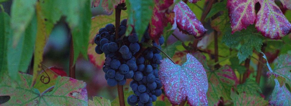 Tesori di Demetra: Tour Enogastronomico nelle Langhe e nella Riviera Ligure Tour enogastronomico nelle Langhe e nella Riviera Ligure