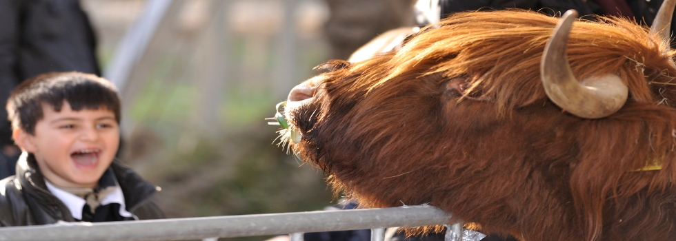 Weekend of Tradition: The Candelora Fair San Bartolomeo al Mare